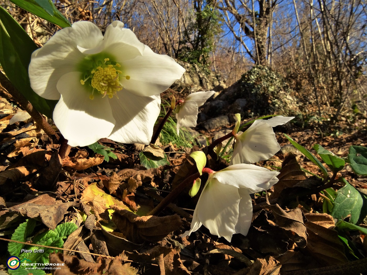 01 Ellebori in fiore grazie all'inversione termica.JPG